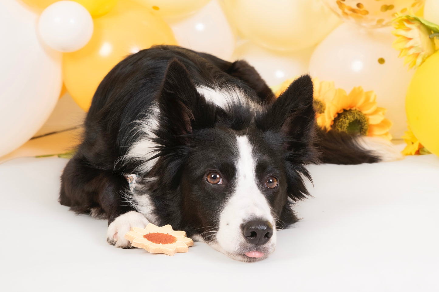 The Leah smith collection dog biscuit made by the coffee dog company