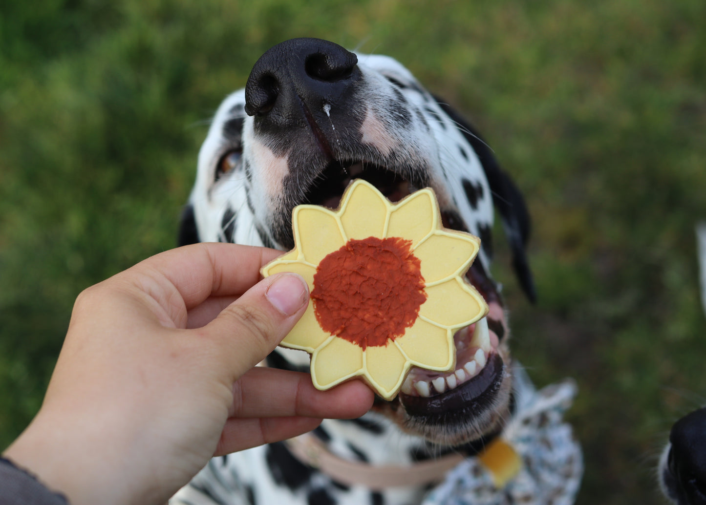 The Leah smith collection dog biscuit made by the coffee dog company