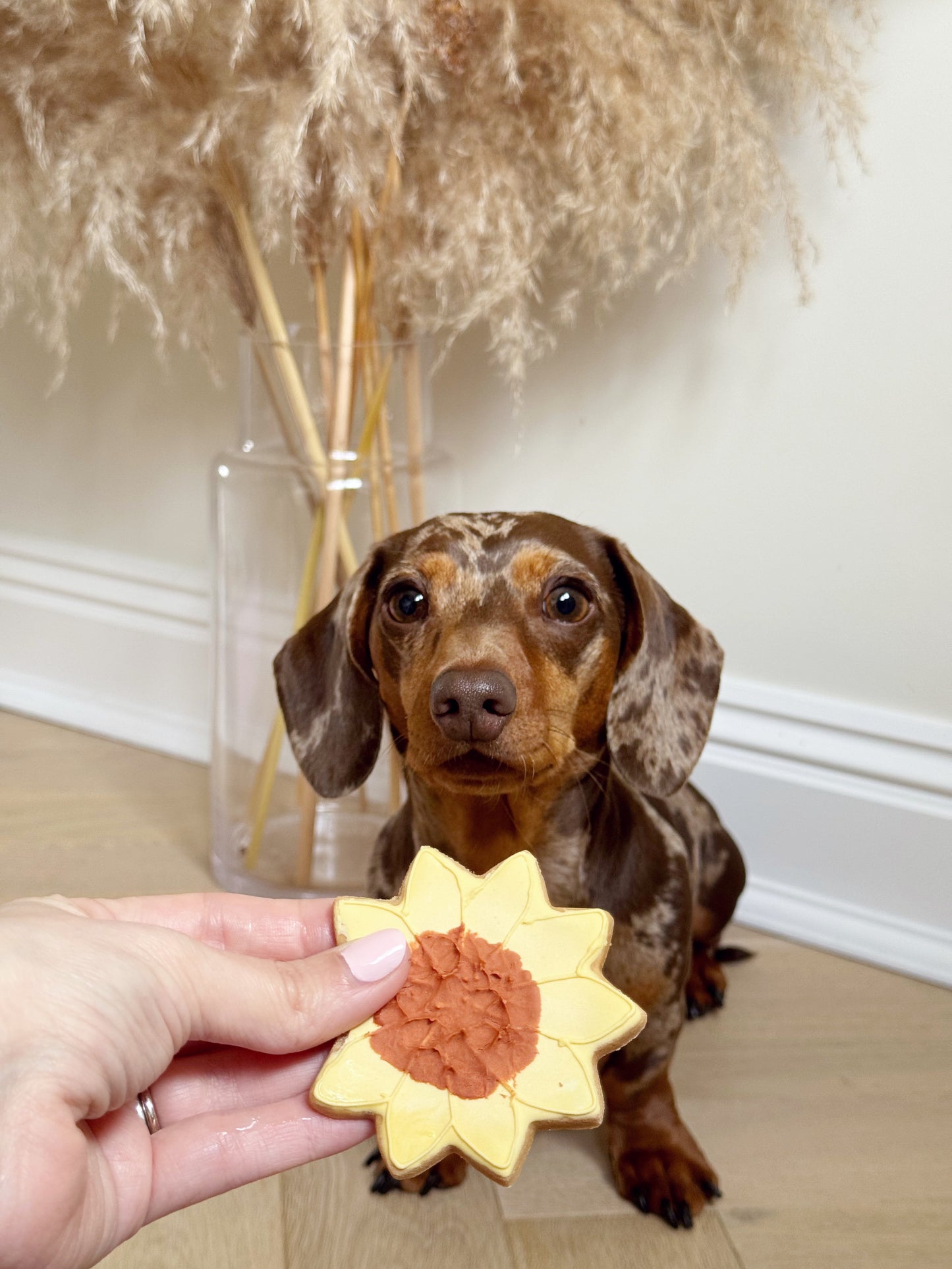 The Leah smith collection dog biscuit made by the coffee dog company