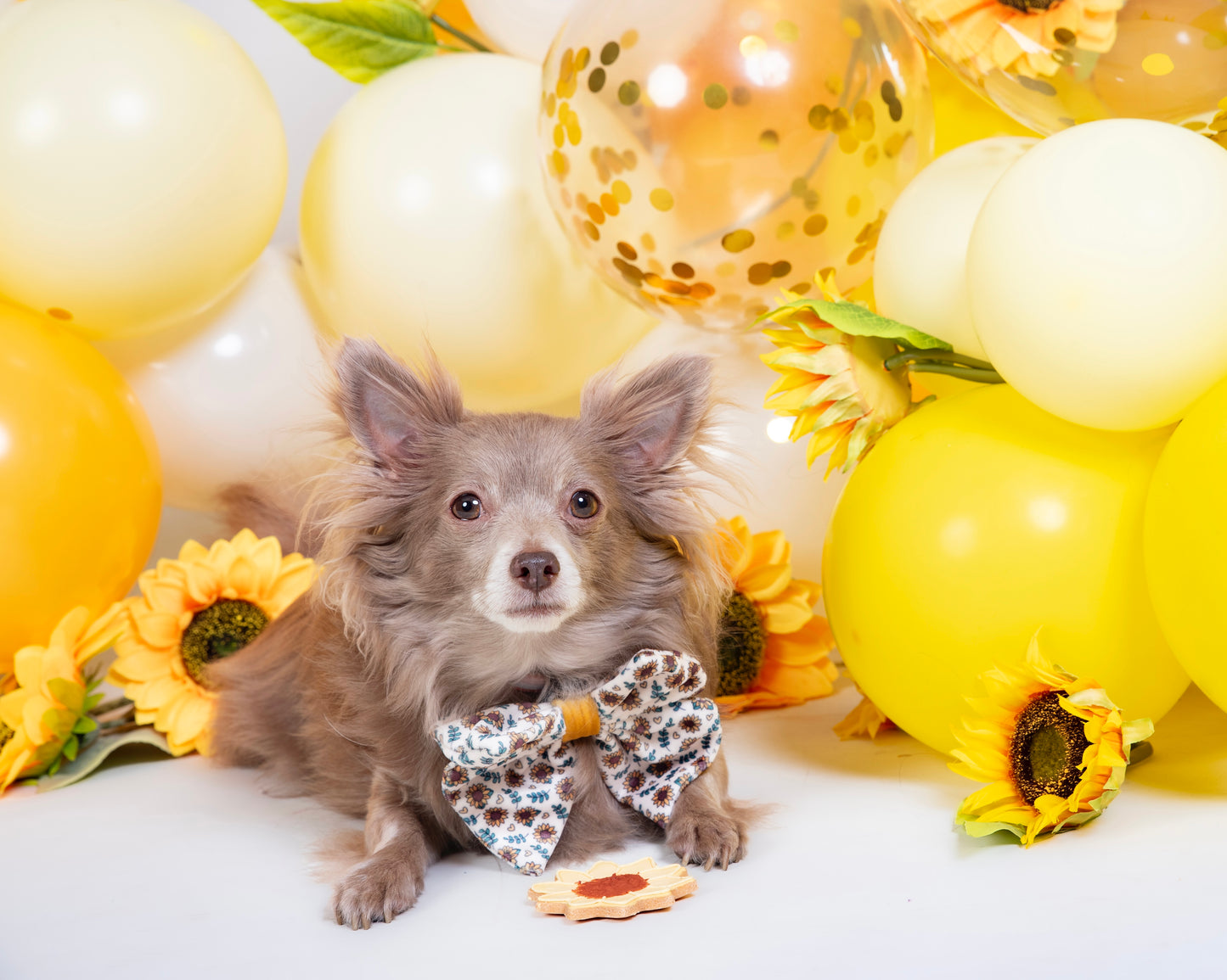 The Leah smith collection dog biscuit made by the coffee dog company