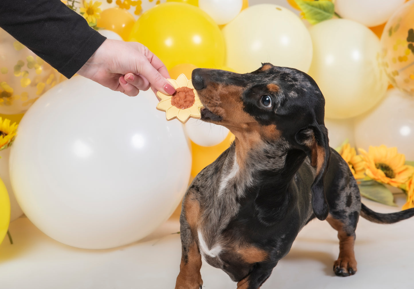 The Leah smith collection dog biscuit made by the coffee dog company
