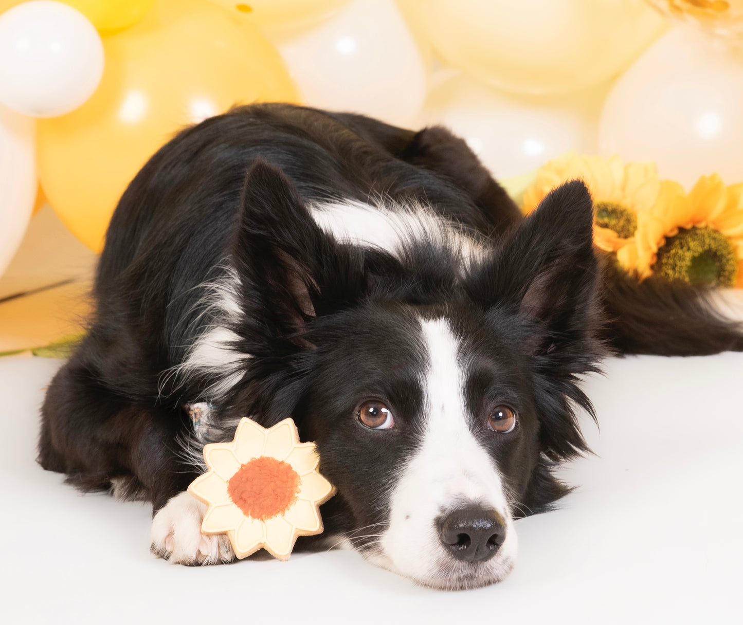 The Leah smith collection dog biscuit made by the coffee dog company