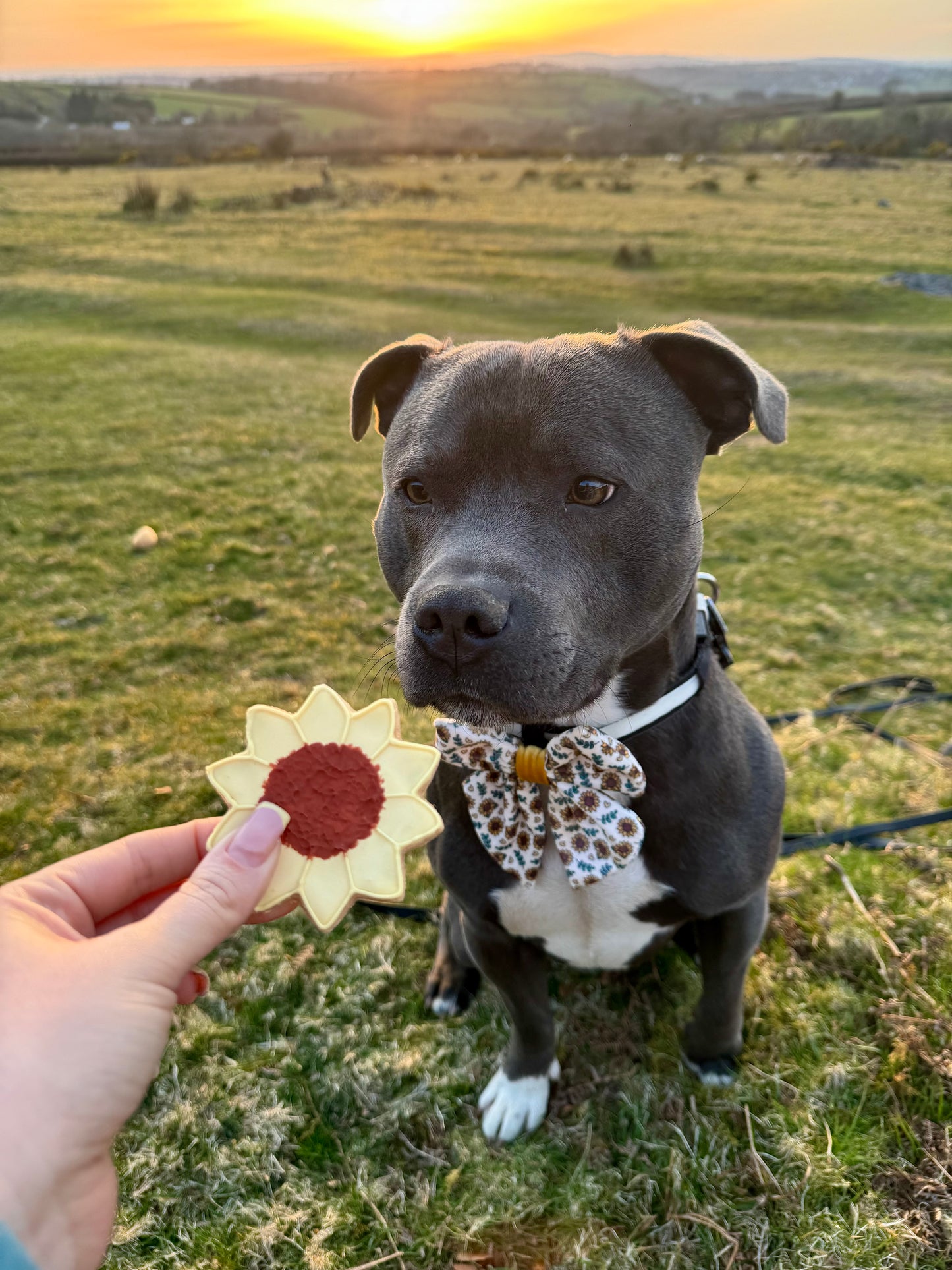 The Leah smith collection dog biscuit made by the coffee dog company