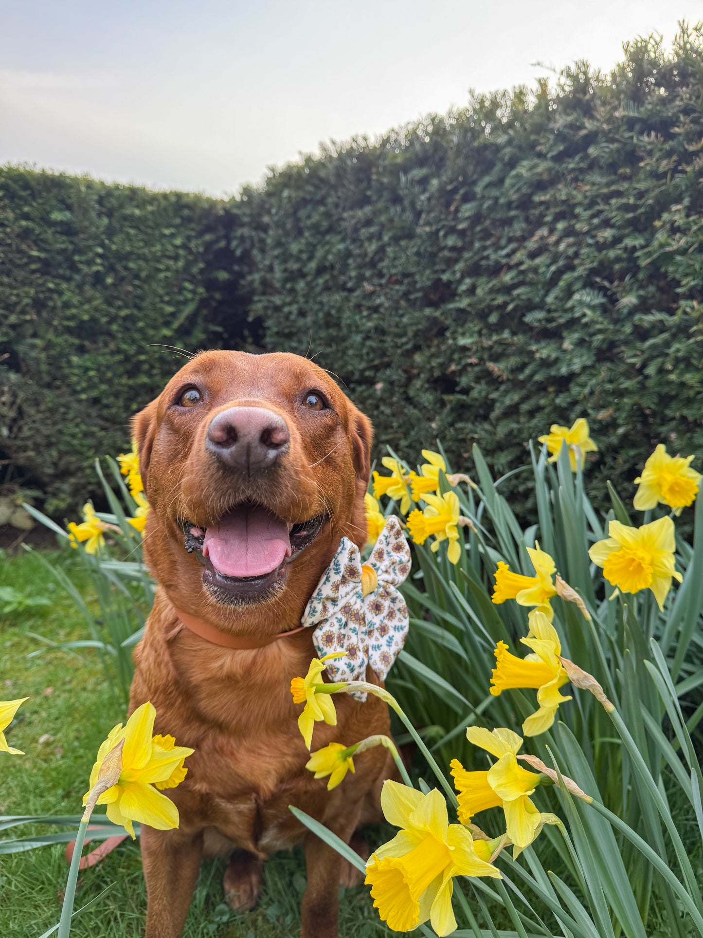 The Leah Smith collection branded sunflower dog and cat sailor bow tie