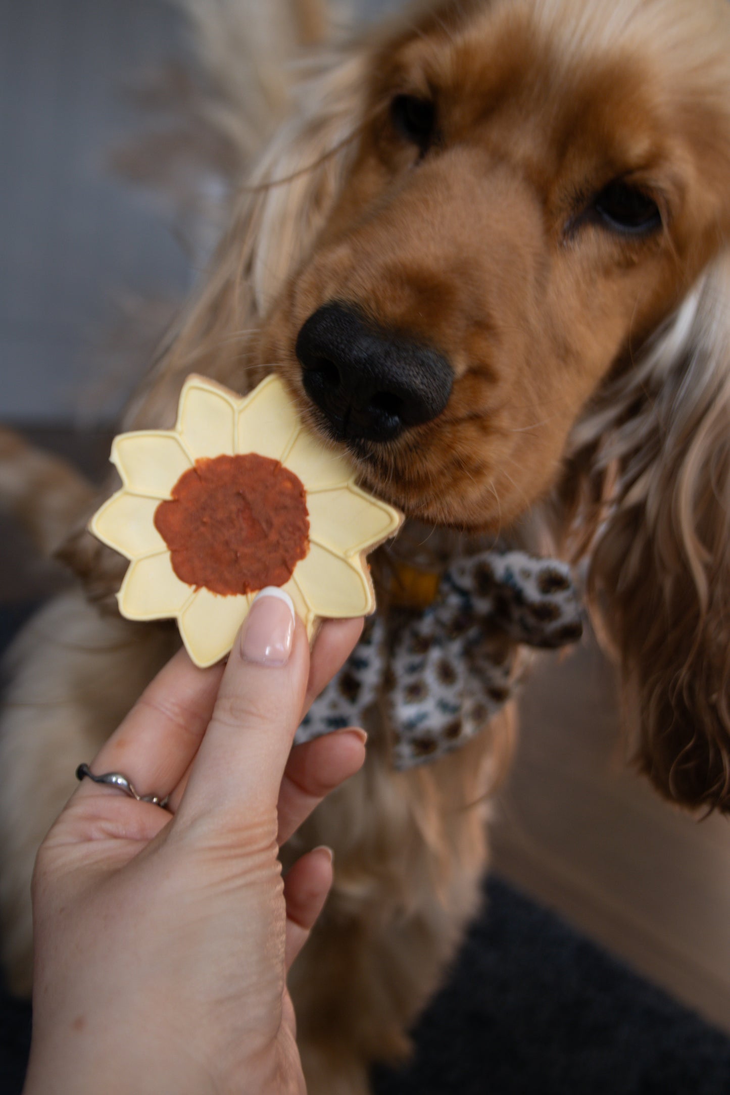 The Leah smith collection dog biscuit made by the coffee dog company