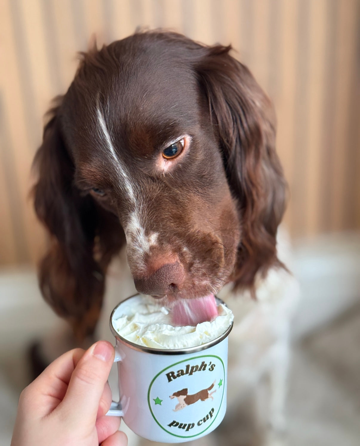 Large dog pup cup