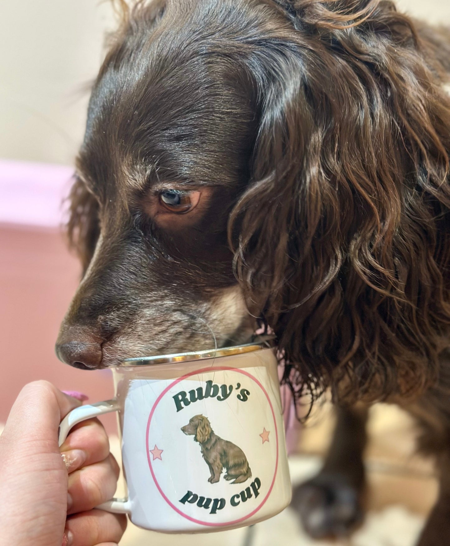Large dog pup cup