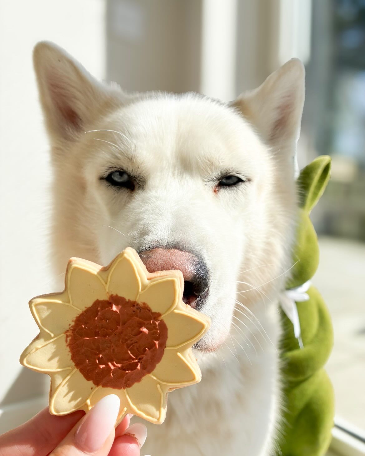 The Leah smith collection dog biscuit made by the coffee dog company