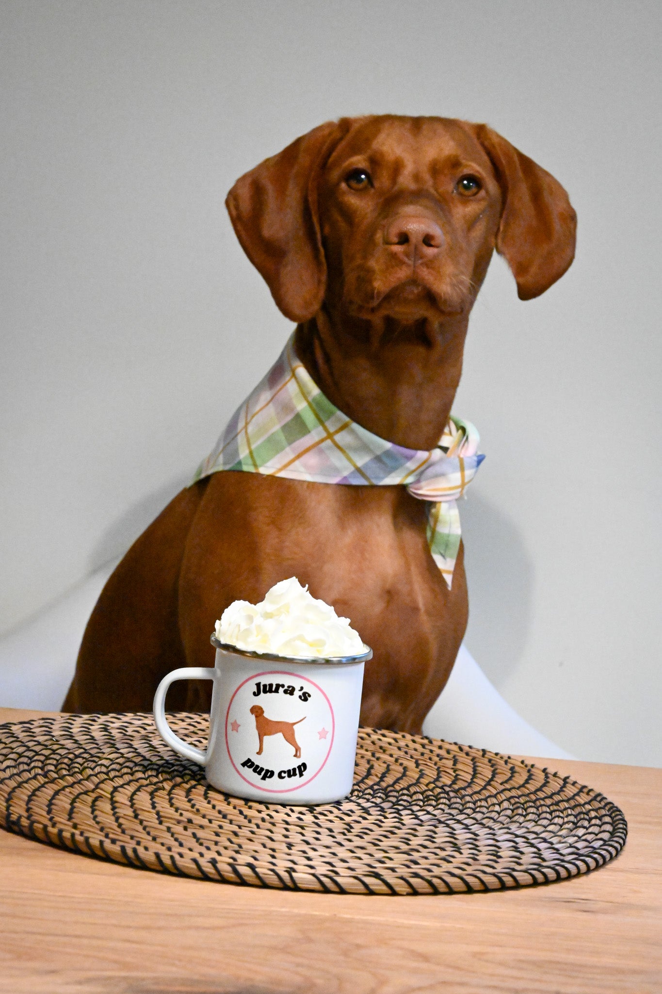 Large dog pup cup
