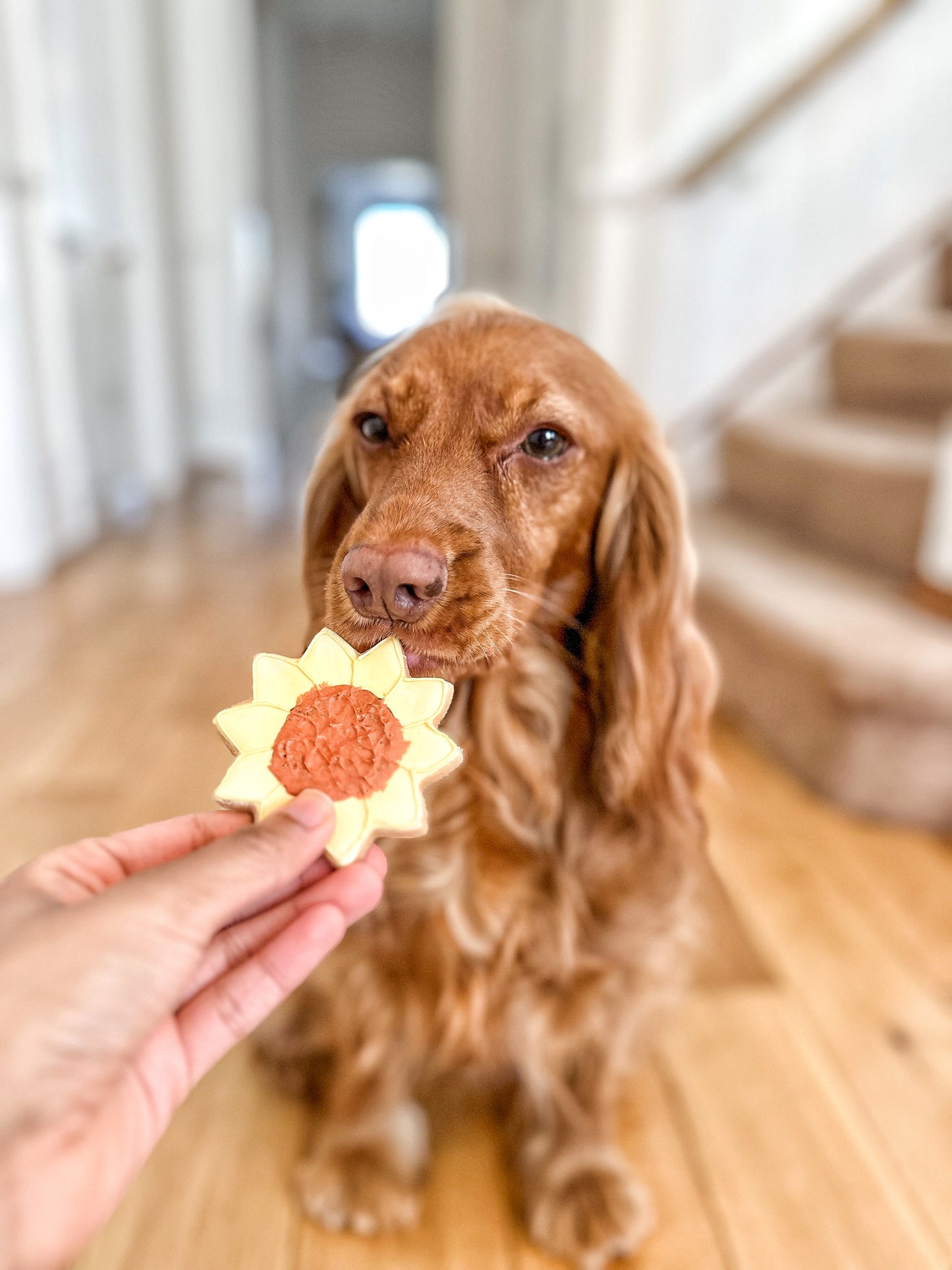 The Leah smith collection dog biscuit made by the coffee dog company