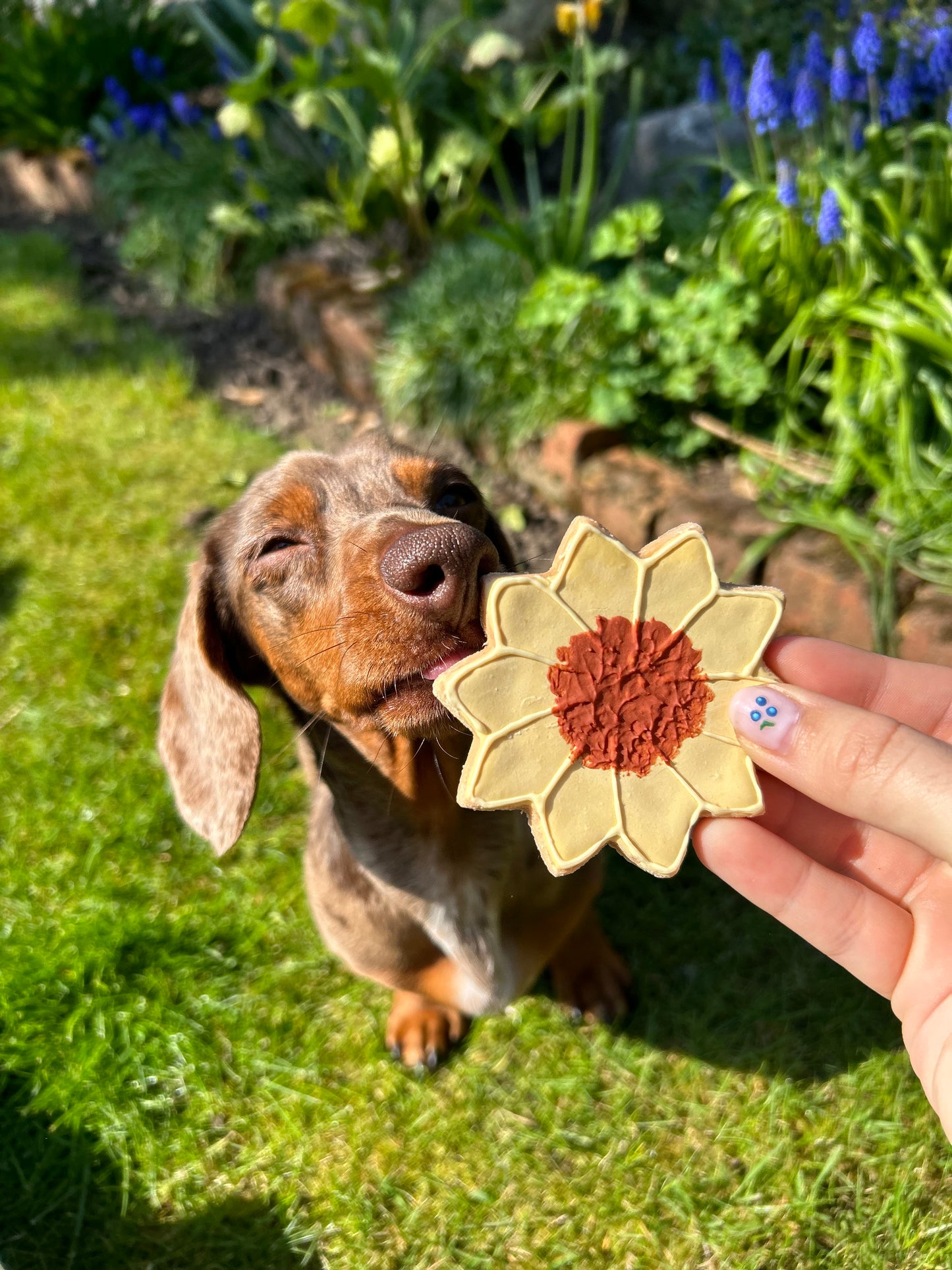 The Leah smith collection dog biscuit made by the coffee dog company