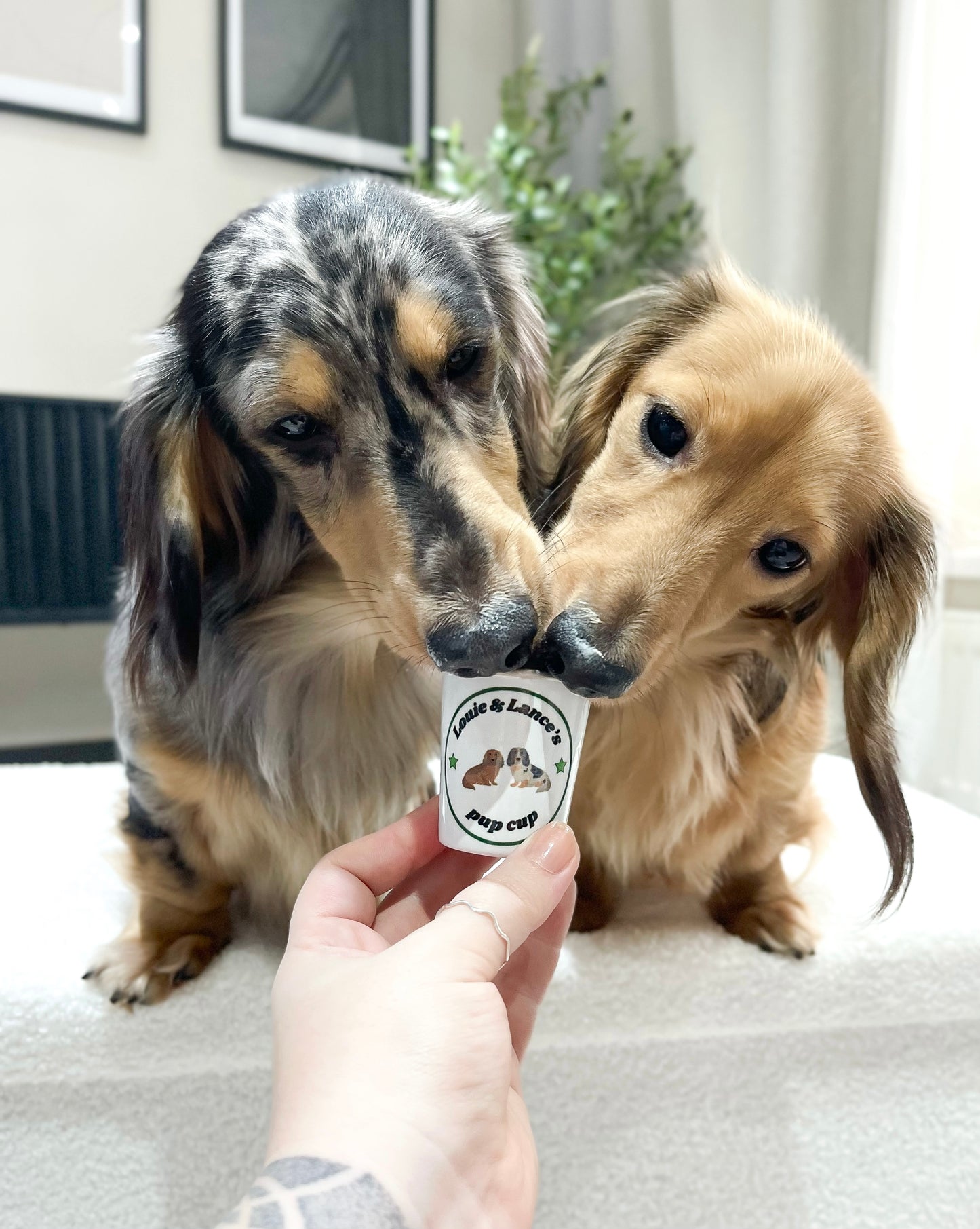 Mini pup cups